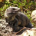 -006 Un iguana a Coba